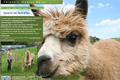 Chrysalis Alpacas