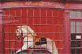 Tetbury Rocking Horse Works