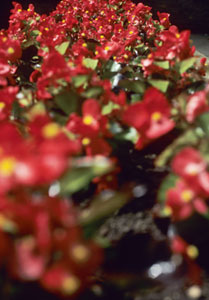 Begonias