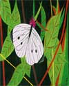 Butterfly man